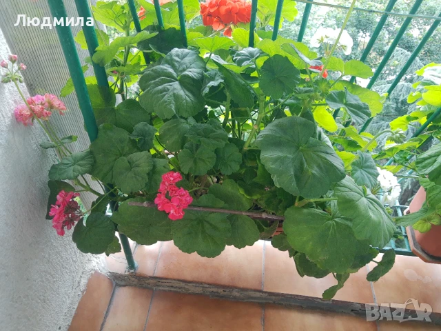 Мушкато,сандъчета,големи,отгледани,последни бройки,ДОГОВАРЯНЕ,готови за декорация и ползване за дома, снимка 16 - Градински цветя и растения - 50448492