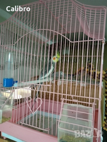 Корела с клетка, снимка 1