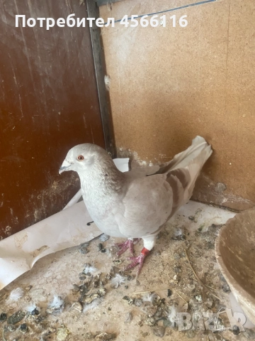 Стандартни пощенски гълъби ЦЕНА ЗА 1 ЧИФТ!, снимка 7 - Гълъби - 51382012