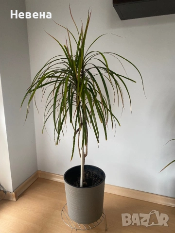 Драцени с включени в цената саксии, снимка 2 - Стайни растения - 49840369