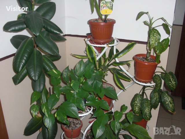 фотоапарат Casio Exilim EX-S10, снимка 14 - Фотоапарати - 53618372