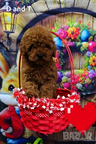 Той пудел & Мини пудел, Fci, Genetic, PL