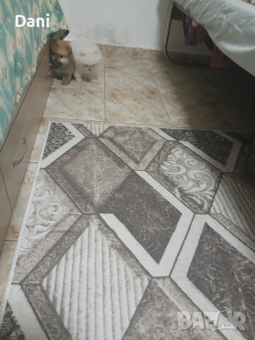 Mini Pomeran, снимка 12 - Померан - 53661268