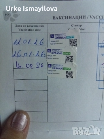 йоркширски териер , снимка 5 - Други - 53572120