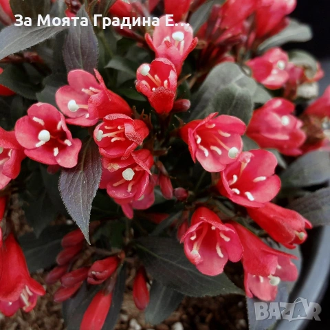 Вайгела 4 вида /цвята, снимка 3 - Градински цветя и растения - 53744272