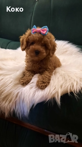 пудел Той/Тийкъп пудел , снимка 9 - Пудели - 51733780