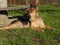 немска овчарка, снимка 3