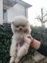 Померан, снимка 2