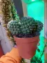 Продавам цъфтящ кактус Mammillaria polythele.Стайно растение, снимка 1