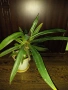 Традесканция рео-75см., снимка 5