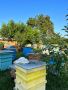 кошери , рояци , семейства , снимка 1 - За пчели - 46009418