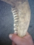 Челюсти от крава. , снимка 4