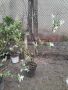 Пъстролистна върба, снимка 1 - Градински цветя и растения - 45583249