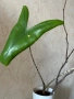 Алоказия-зебрина, снимка 2