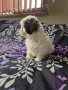 Ши тцу -момче, снимка 2