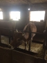 Продавам крави прясно отелени и бременни, снимка 3