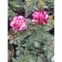 Роза 'Julio Iglesias ®' Rose., снимка 1 - Градински цветя и растения - 45322526