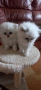 Персийски котенца ,цвят сребърна чинчила , снимка 2