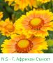 Мнгогодишни Градински Цветя – ЦЕНА 1.99/бр, снимка 1 - Градински цветя и растения - 45994831