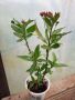 Асклепиас , снимка 1 - Градински цветя и растения - 45568594