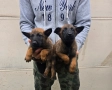 Белгийски овчарки-Малиноа , снимка 3