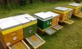 Кошери-ДБ10ки, нови, за добив на прашец и клей, и подвижно пчеларство., снимка 1