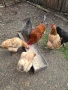 Кокошки, снимка 4