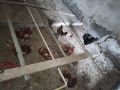 Птицевъдни услуги и разплодни яйца , снимка 1 - други­ - 45479799