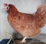 Ломан Браун кокошки за Яйца, кокошки, петли 