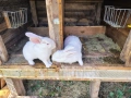 Зайци порода Цика, снимка 4