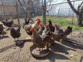 Продавам оплодени яйца - катунски и австралорп, снимка 1 - Кокошки и пуйки - 45483025