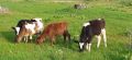 Продавам 3 мъжки и 2 женски телета, снимка 1 - Крави - 45380636