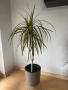 Драцени с включени в цената саксии, снимка 2