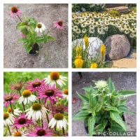 Градински студоустойчиви цветя и храсти, снимка 3 - Градински цветя и растения - 45373861