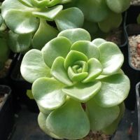 Aeonium ‘Lily Pad’, снимка 1 - Стайни растения - 45171804