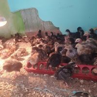 Продавам пилета на различна възраст, ваксинирани, дадено всичко необходимо , снимка 7 - Кокошки и пуйки - 45494079