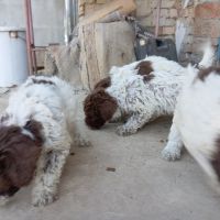 Лагото Романьоло / Lagotto Romagnolo за трюфели, снимка 3 - Други - 46096995