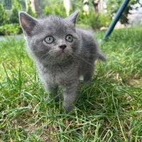 Британска късокосместа котка, снимка 10 - Британска късокосместа - 46111444