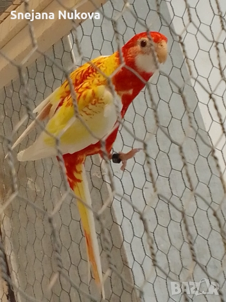 Розели, снимка 1