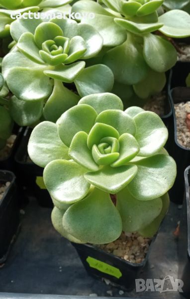 Aeonium ‘Lily Pad’, снимка 1