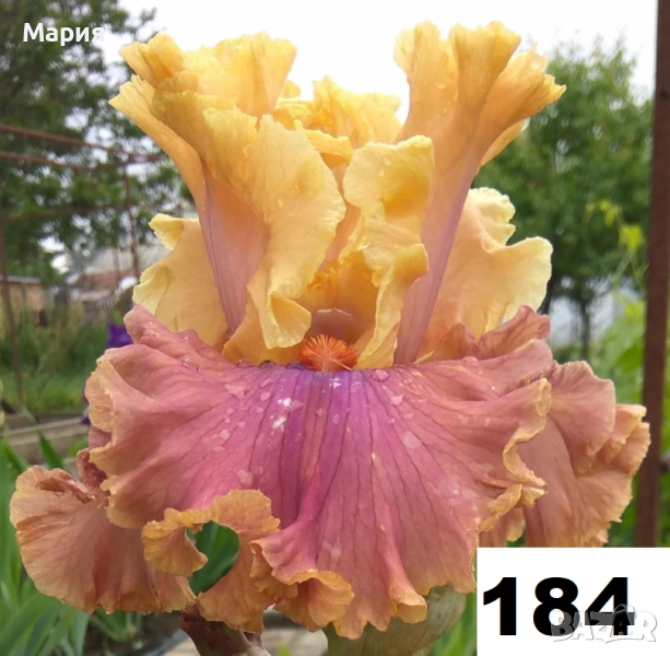 Сортови вискоки ириси /брадати ириси, снимка 1