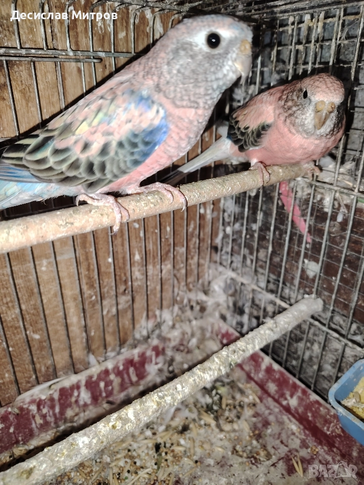 Буркови неофеми, снимка 1