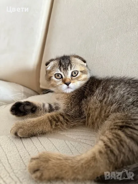 Шотландска клепоуха златна чинчила, снимка 1