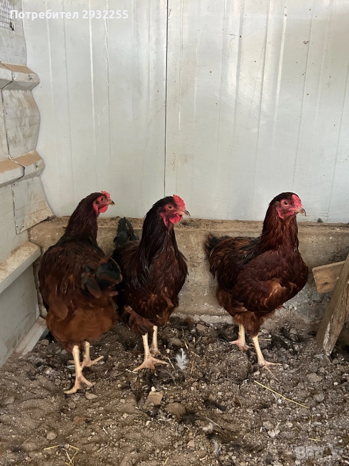 Петлетата Ексел , снимка 1