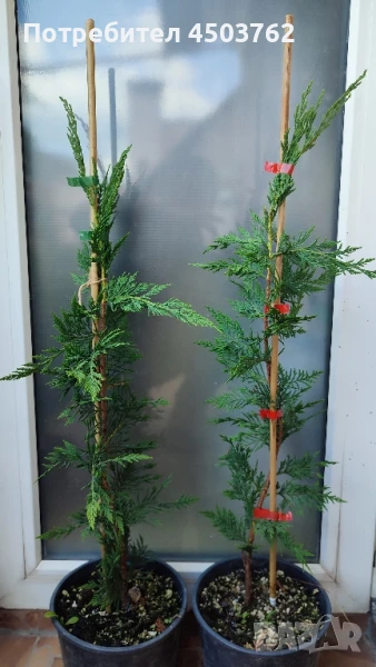 Купресоципарис Лейланди, снимка 1