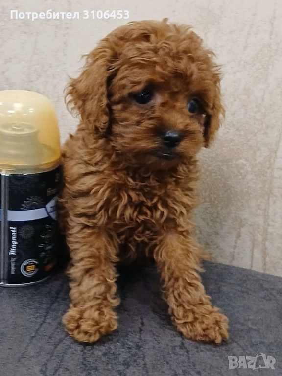 Той пудел toy poodle, снимка 1