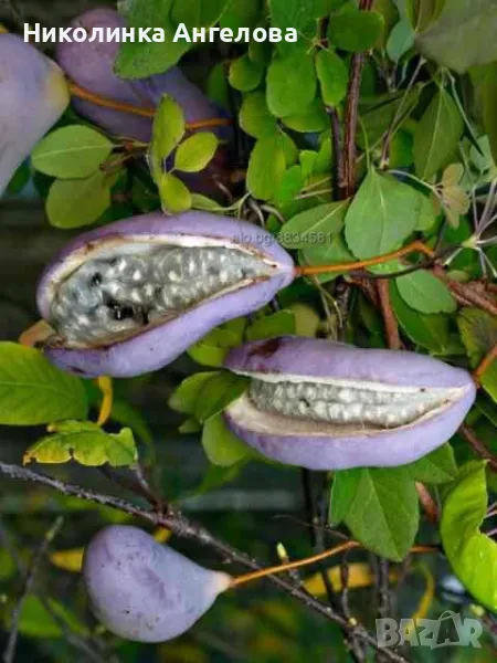 Акебия  /Шоколадова  лоза /големи  15  лв  / малки  10  лв /, снимка 1