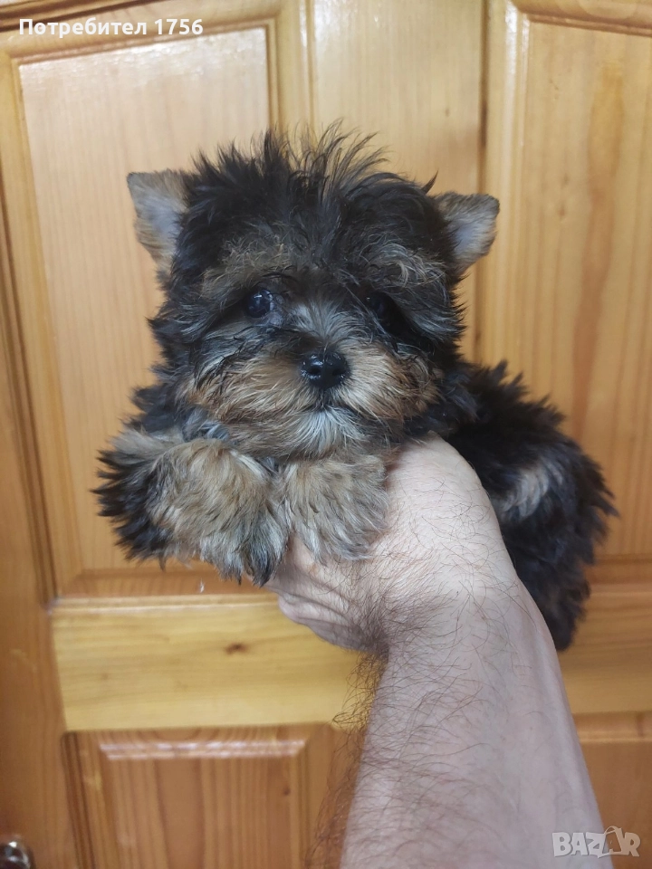 Йоркширски териер, момче с родасловие., снимка 1