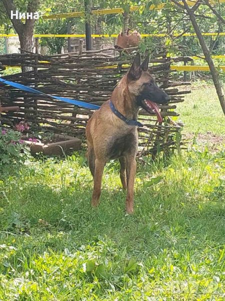 Белгийска овчарка , снимка 1