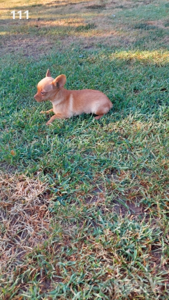 Мини Пинчер  женски с първа ваксина , снимка 1